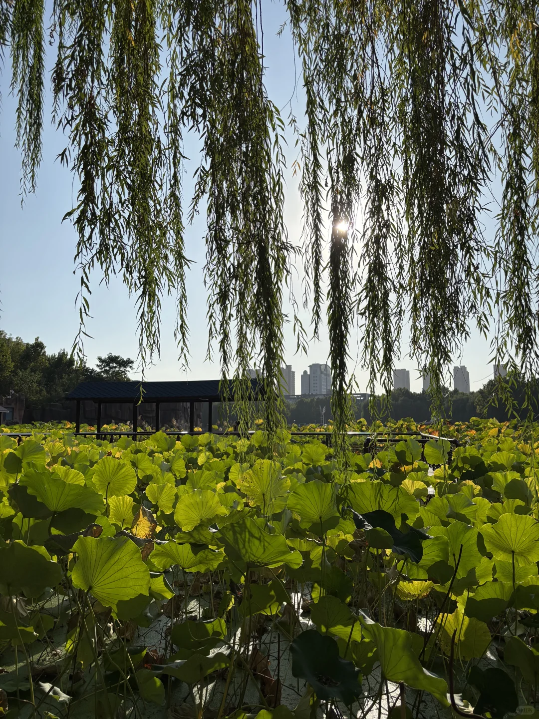 石家庄，初秋的公园真的太治愈了～