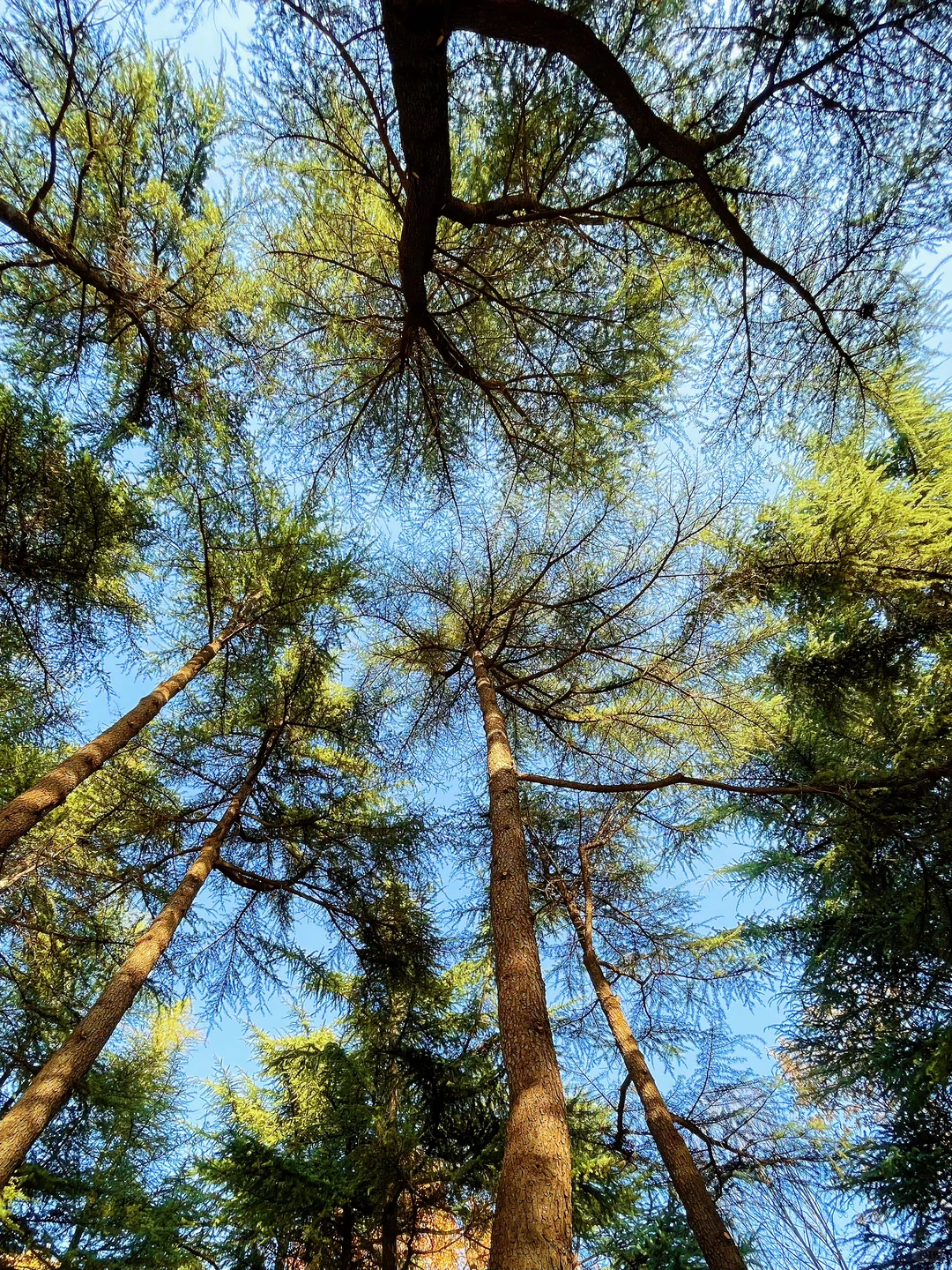 石家庄的秋天绝美！