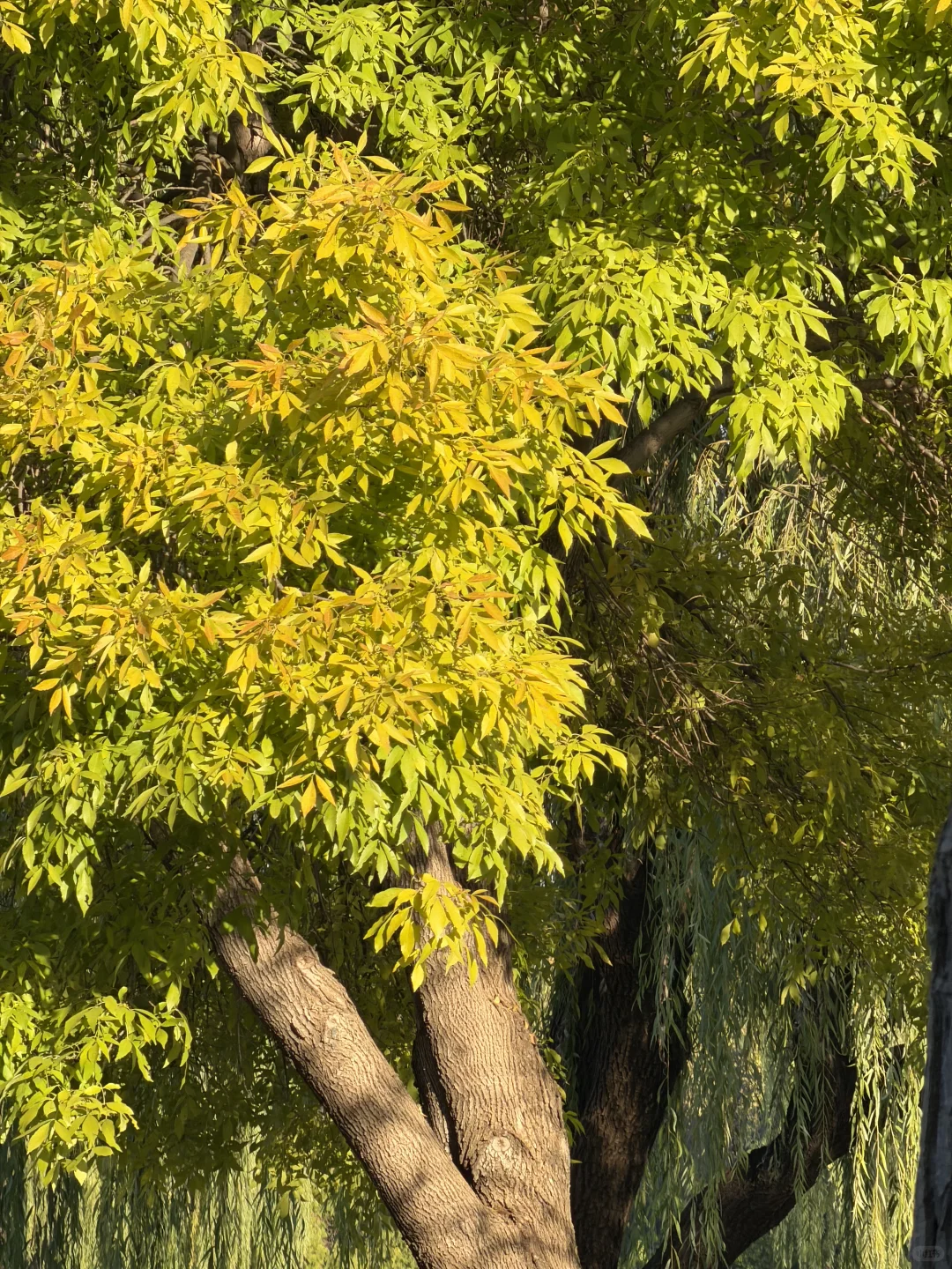 石家庄秋天嘎嘎美！
