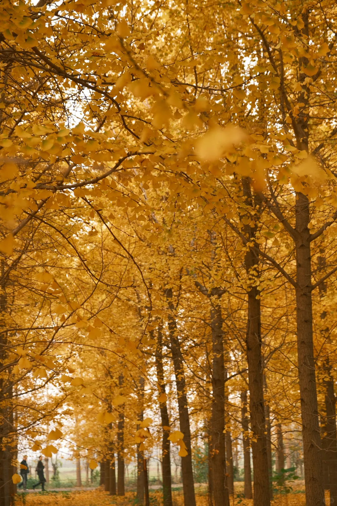 看一看石家庄秋日的浪漫