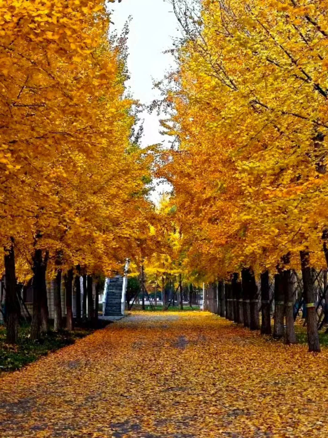 石家庄|周末银杏节开幕式免费游攻略！