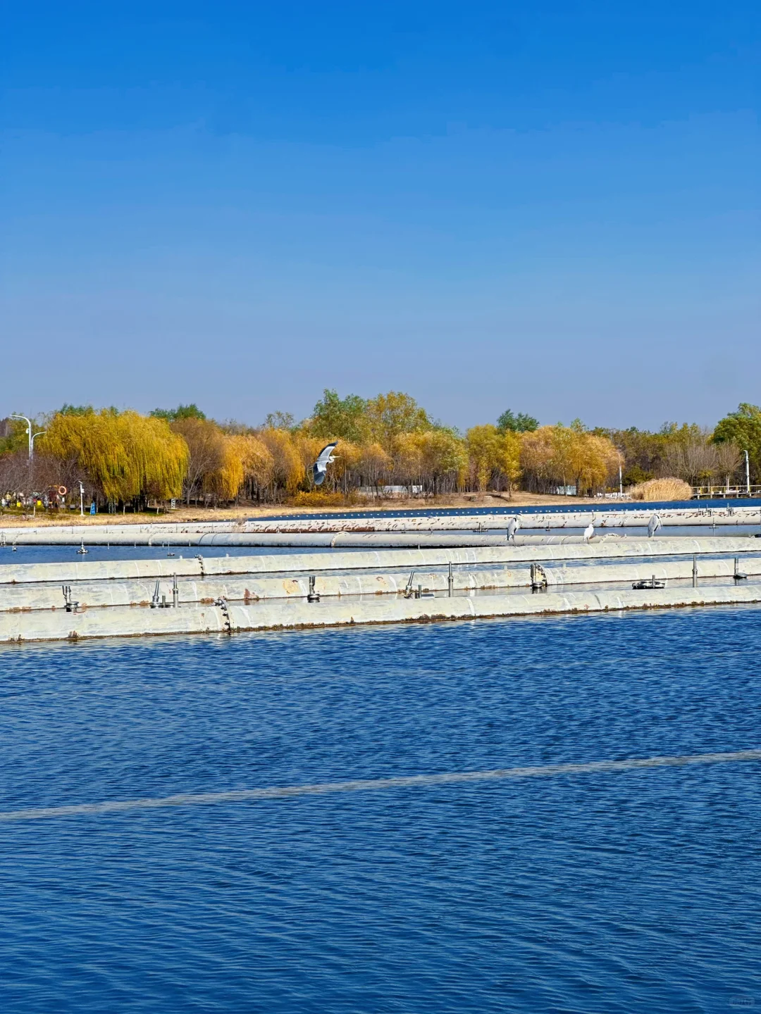庄里初冬遛娃不费妈！龙泉湖承包全天快乐🦆