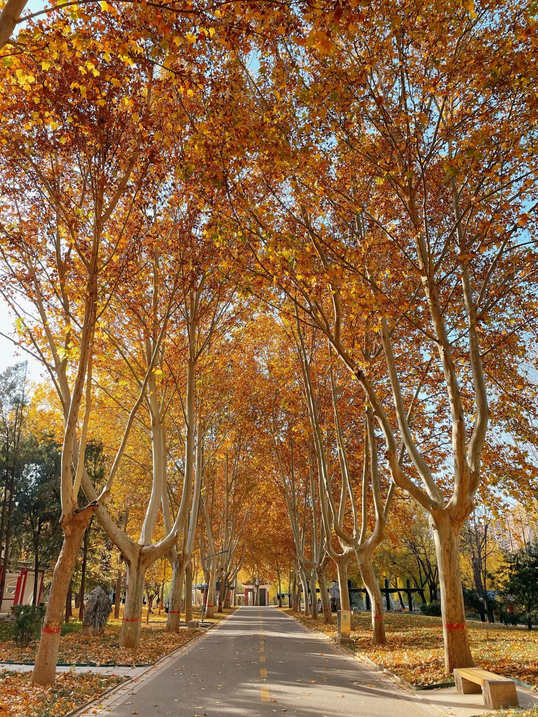 石家庄的秋天绝美！