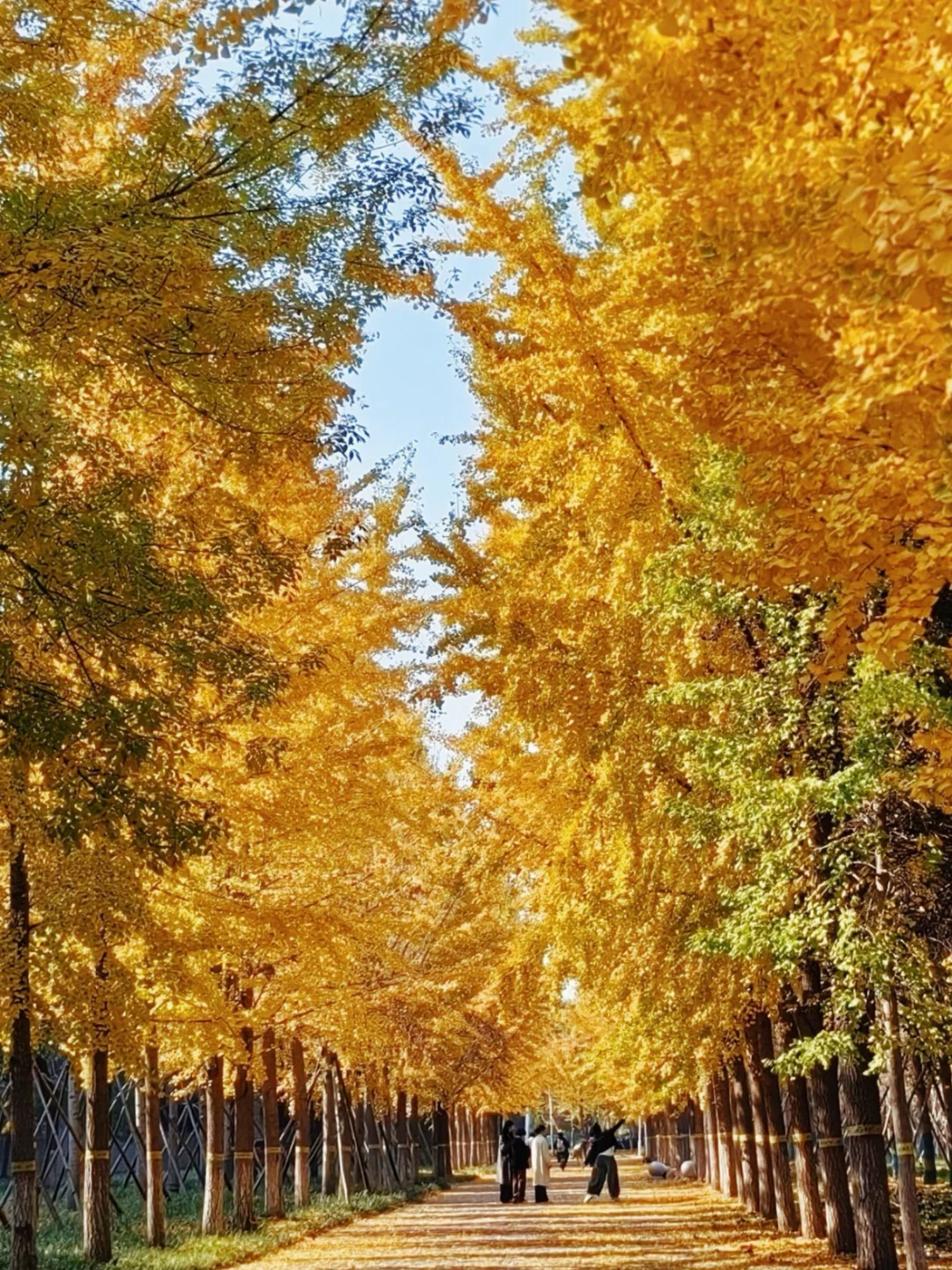 石家庄|周末银杏节开幕式免费游攻略！