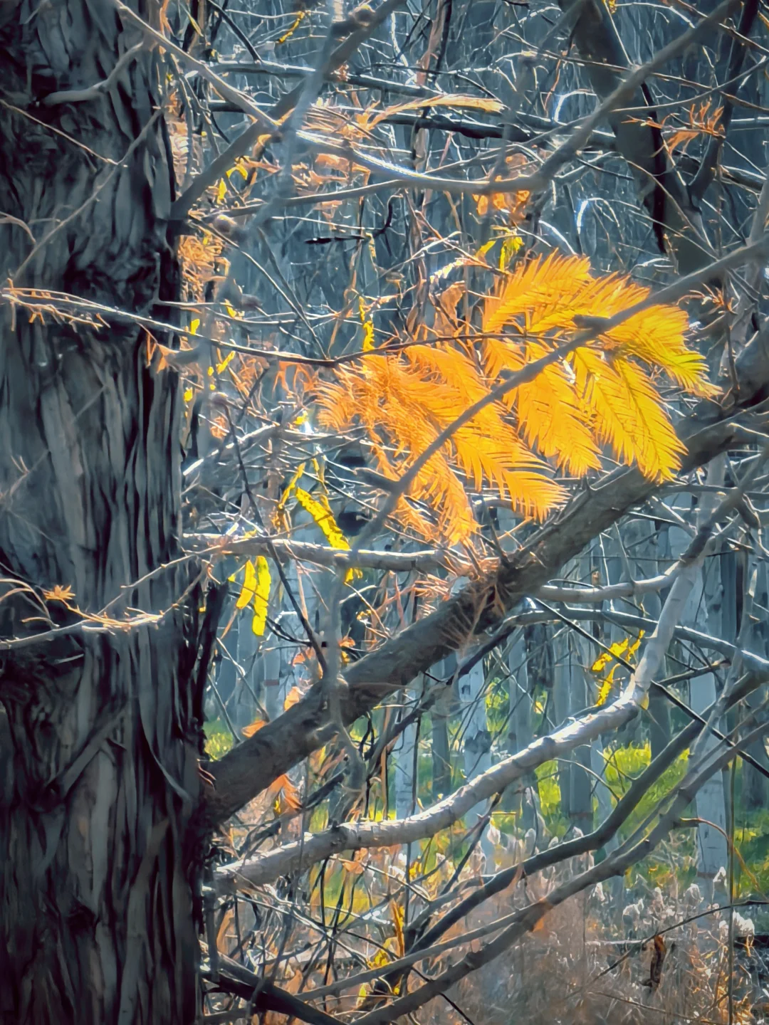 石家庄杏花沟的秋🍁避世的氛围感浓浓！