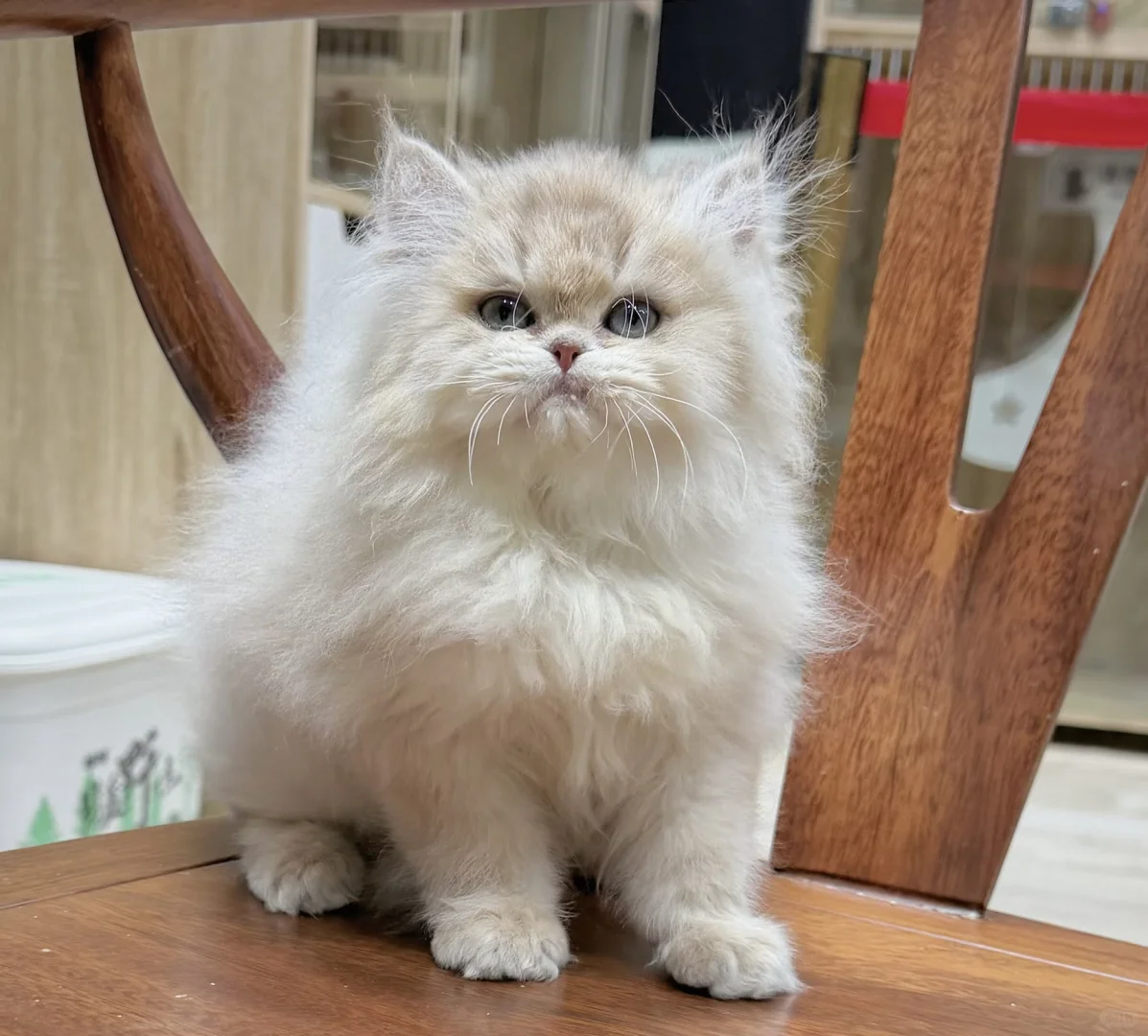 石家庄熊版长毛蓝金弟弟