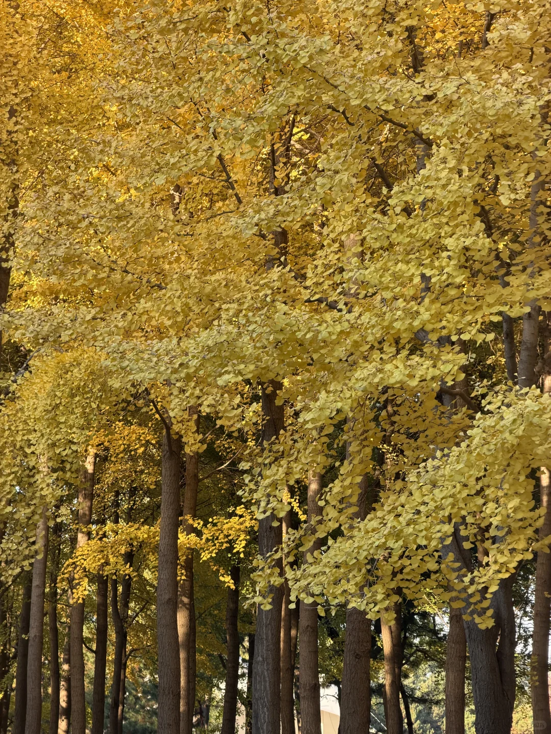 石家庄秋天嘎嘎美！