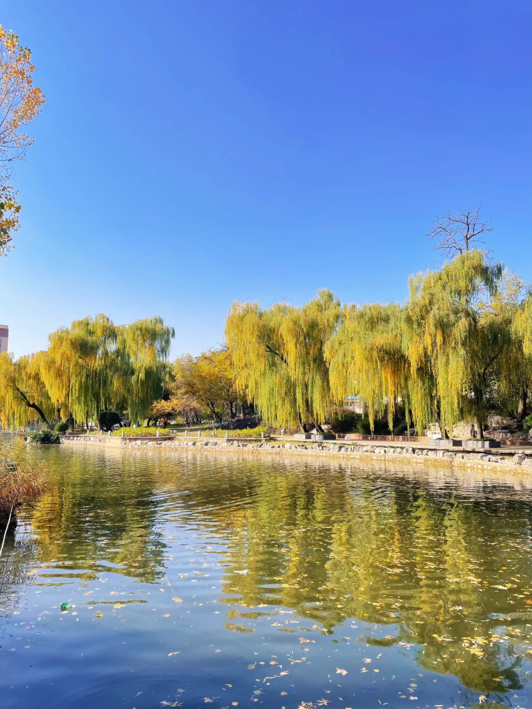石家庄的秋天绝美！