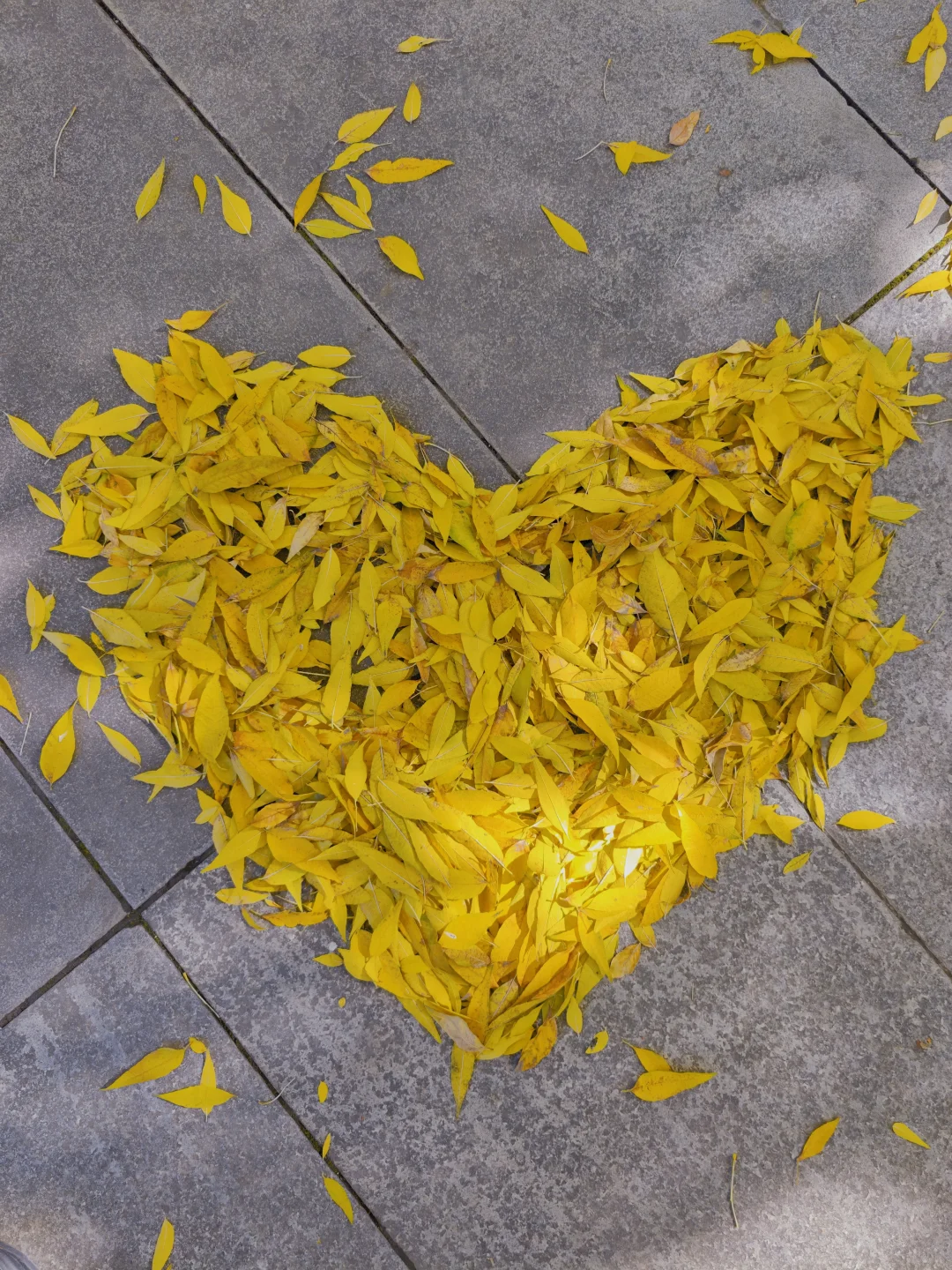 石家庄民心广场，金黄色秋景！