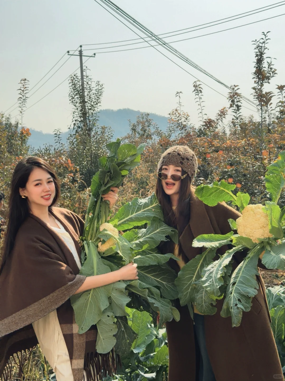 采摘的快乐谁懂！石家庄开车一小时平山采摘