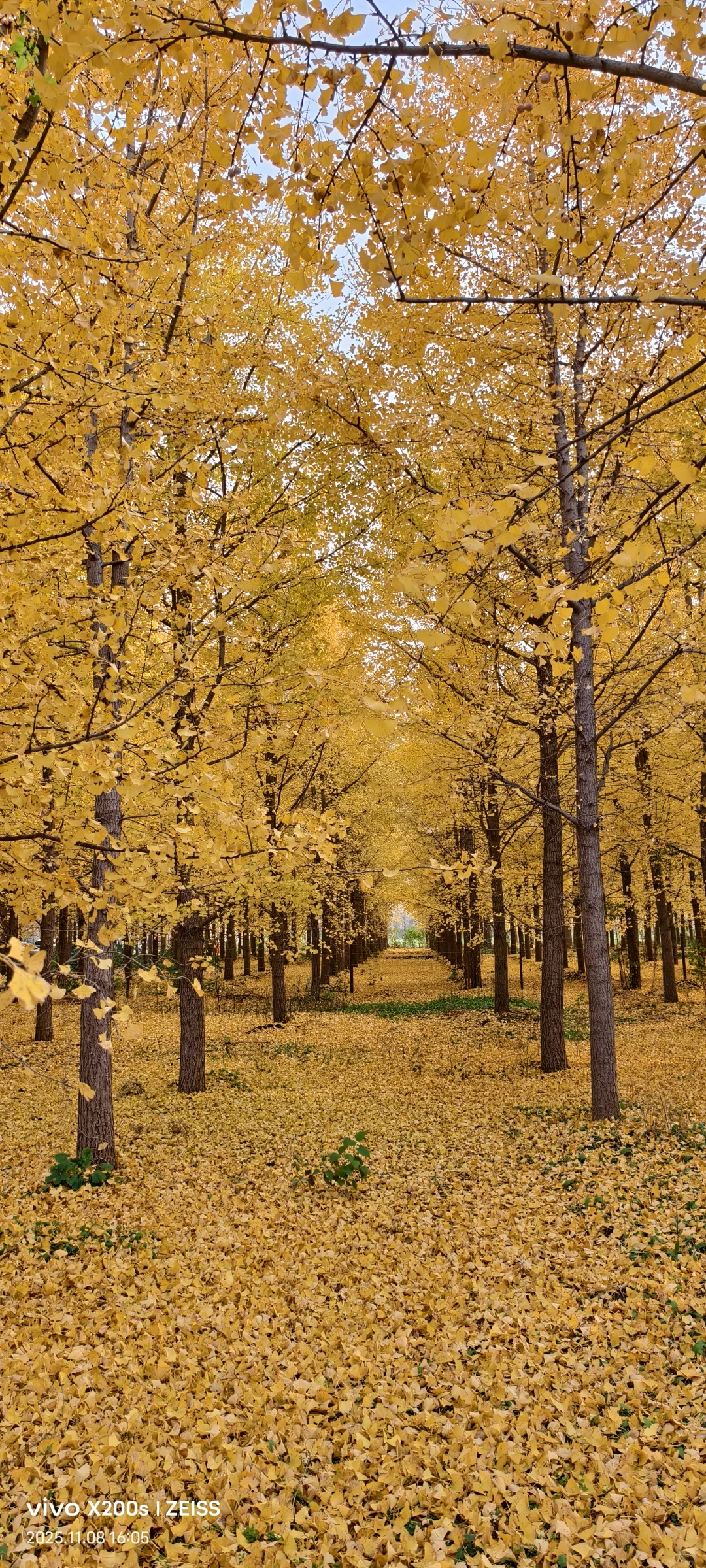 看一看石家庄秋日的浪漫