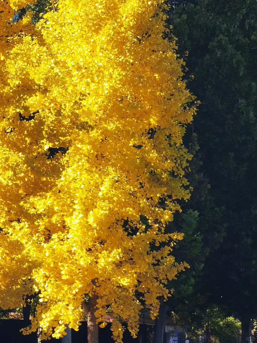 石家庄|周末银杏节开幕式免费游攻略！