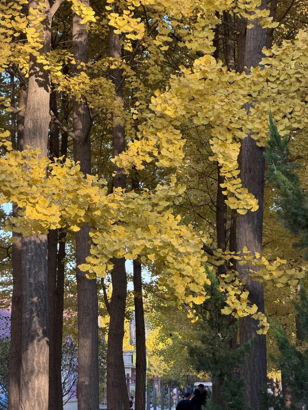 石家庄秋天嘎嘎美！