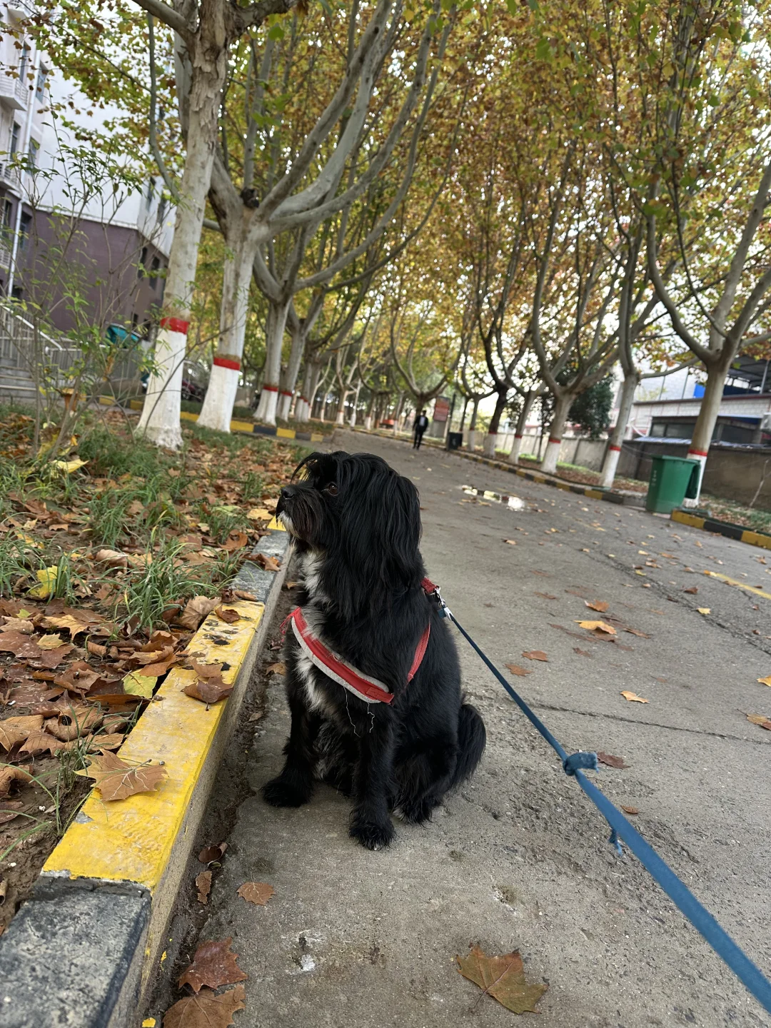 石家庄有没有能给胆小的小狗狗做美容的地方