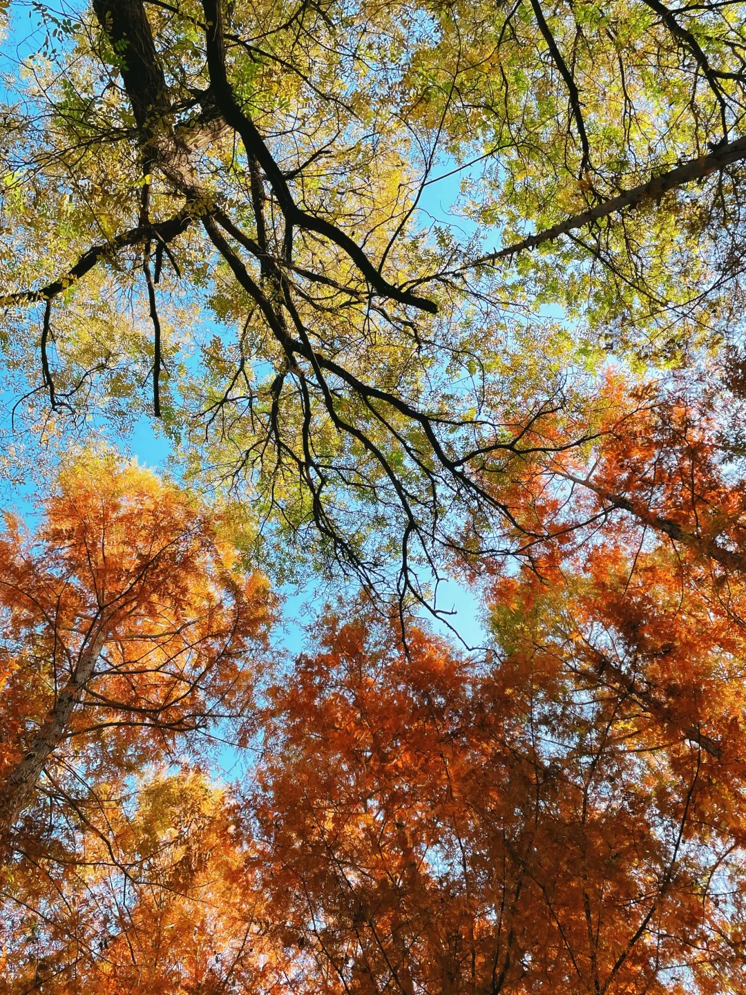 石家庄的秋天绝美！