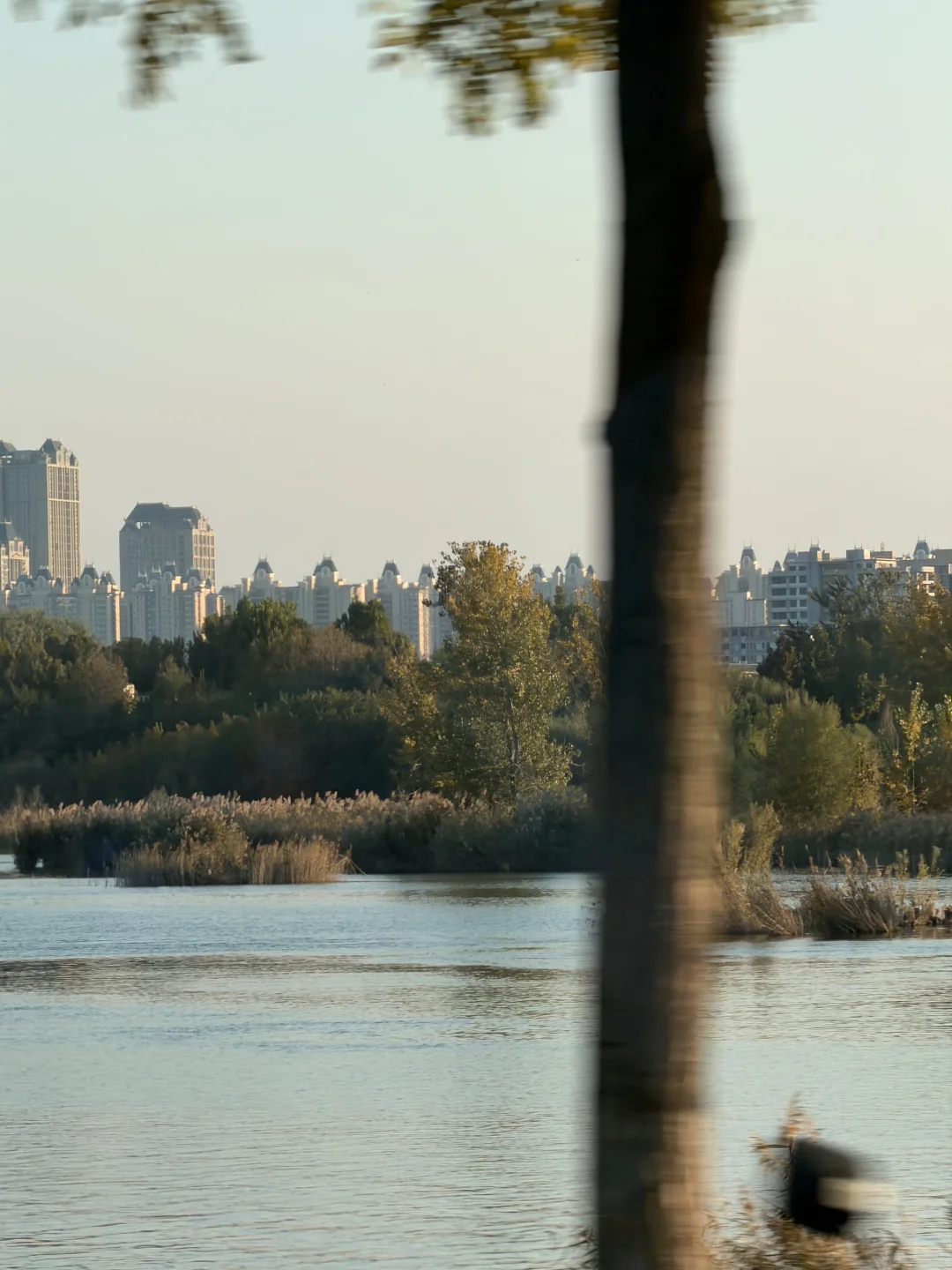 石家庄秋天嘎嘎美！