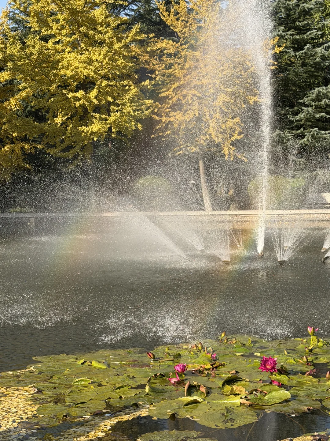 石家庄秋天嘎嘎美！