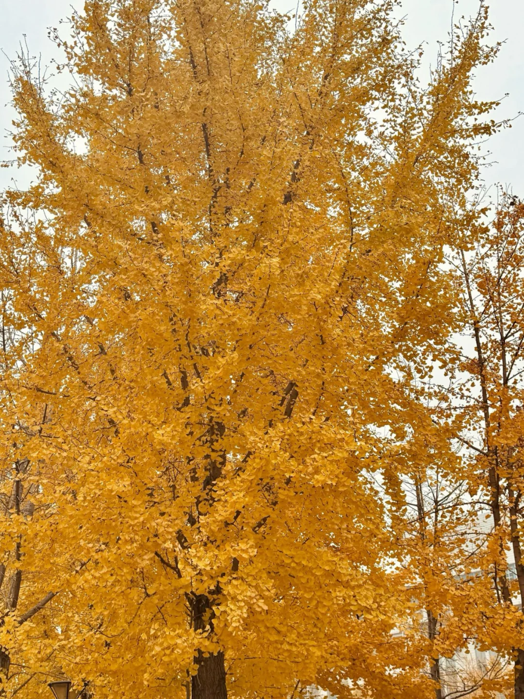石家庄|周末银杏节开幕式免费游攻略！