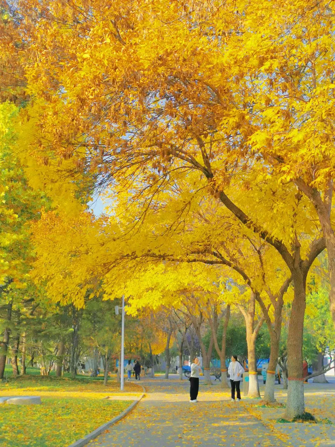 🍂 石家庄植物园的浪漫邂逅