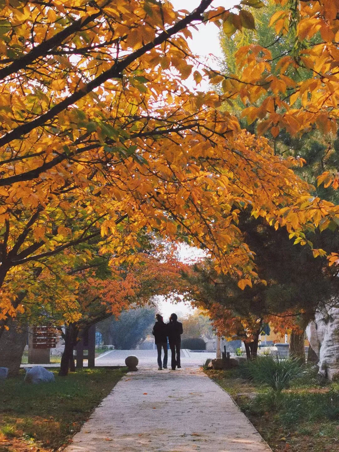 🍂 石家庄植物园的浪漫邂逅