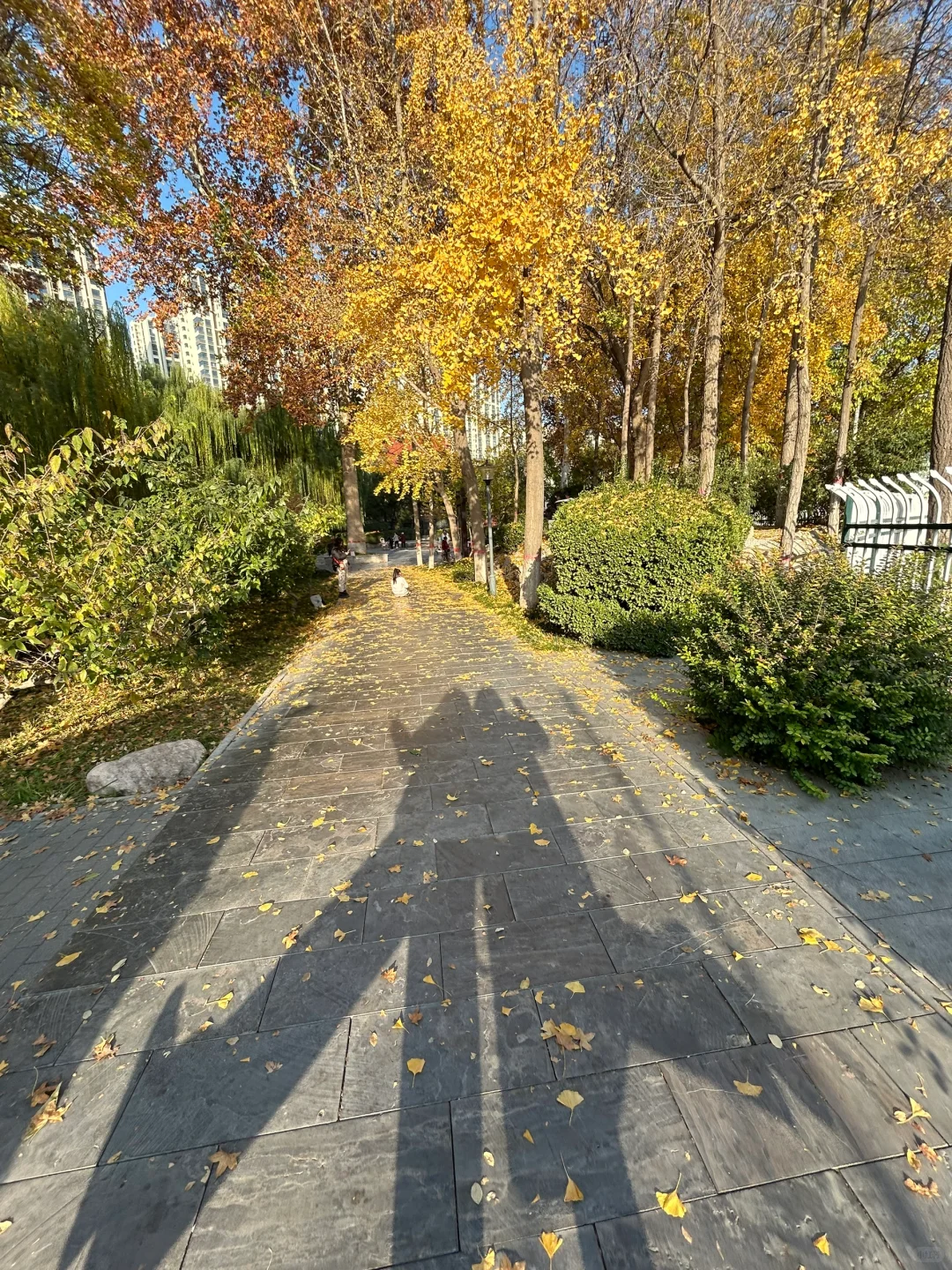 石家庄平安公园真的很出片啊…