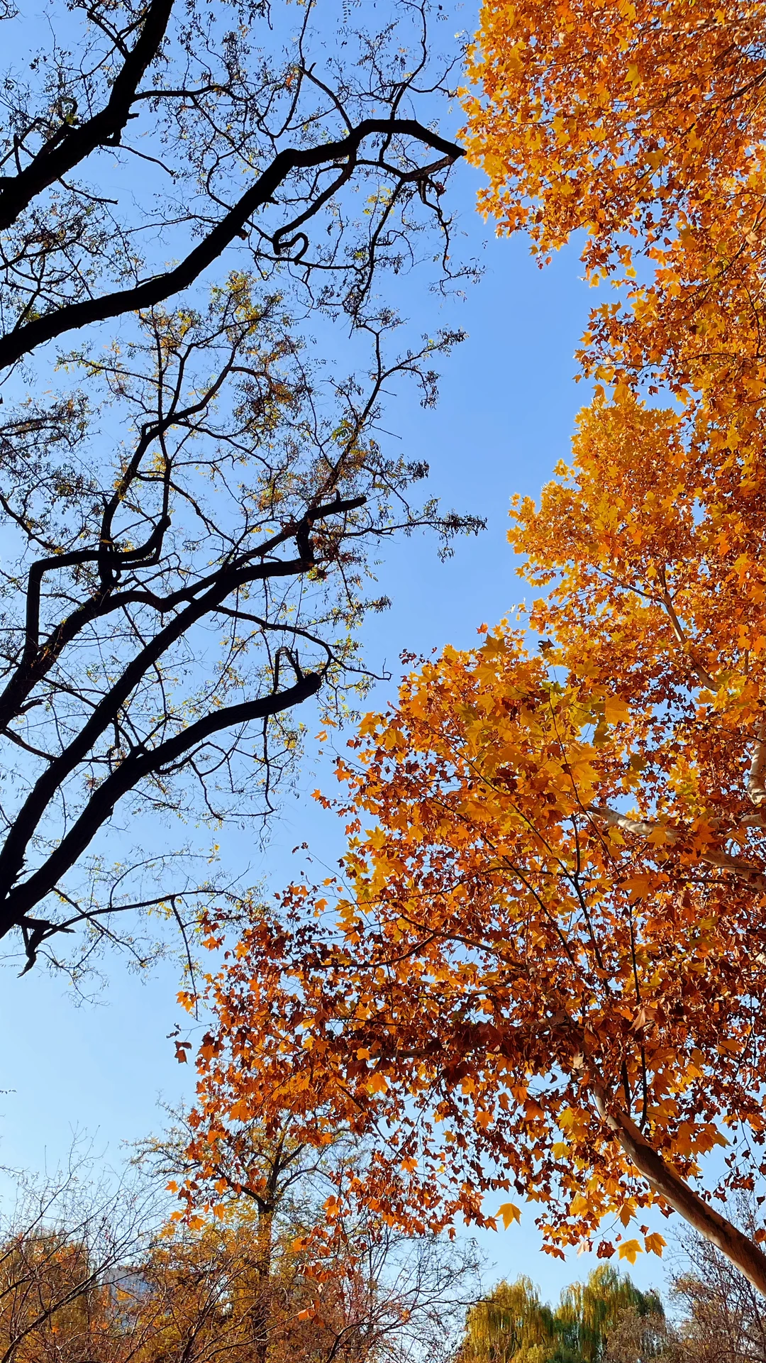 石家庄的秋天绝美！