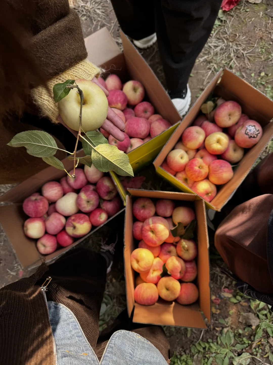采摘的快乐谁懂！石家庄开车一小时平山采摘
