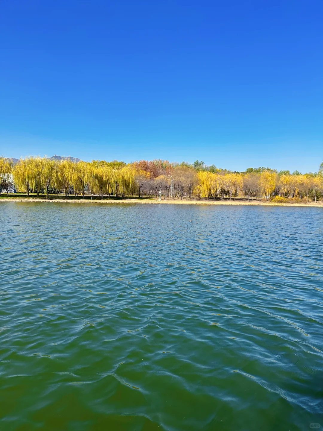 庄里初冬遛娃不费妈！龙泉湖承包全天快乐🦆