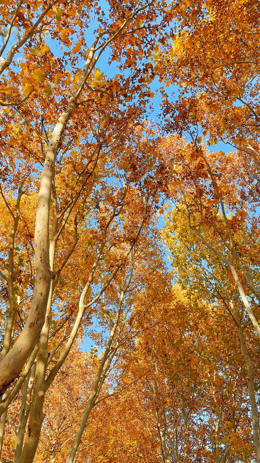 石家庄的秋天绝美！