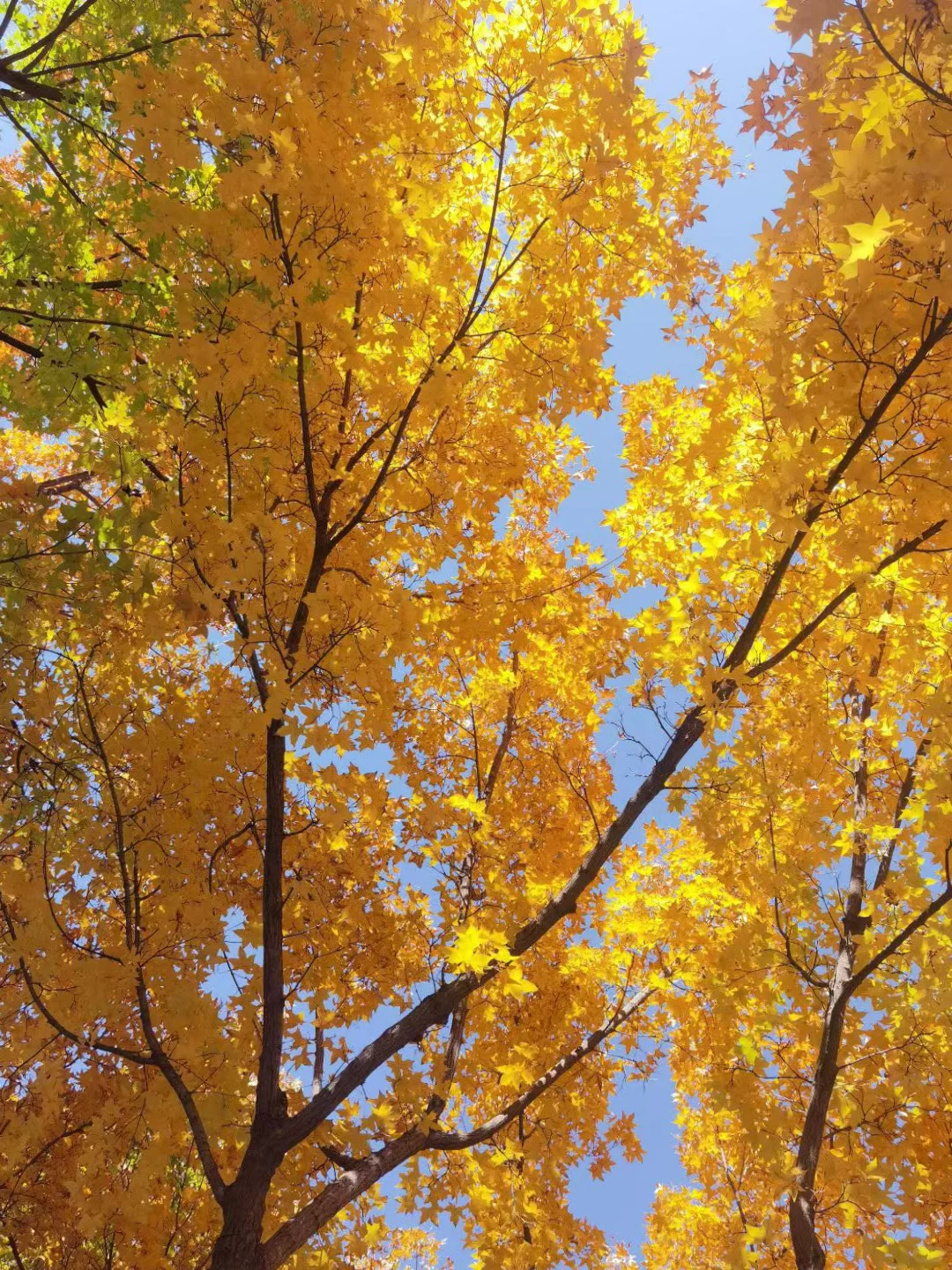 石家庄|周末银杏节开幕式免费游攻略！
