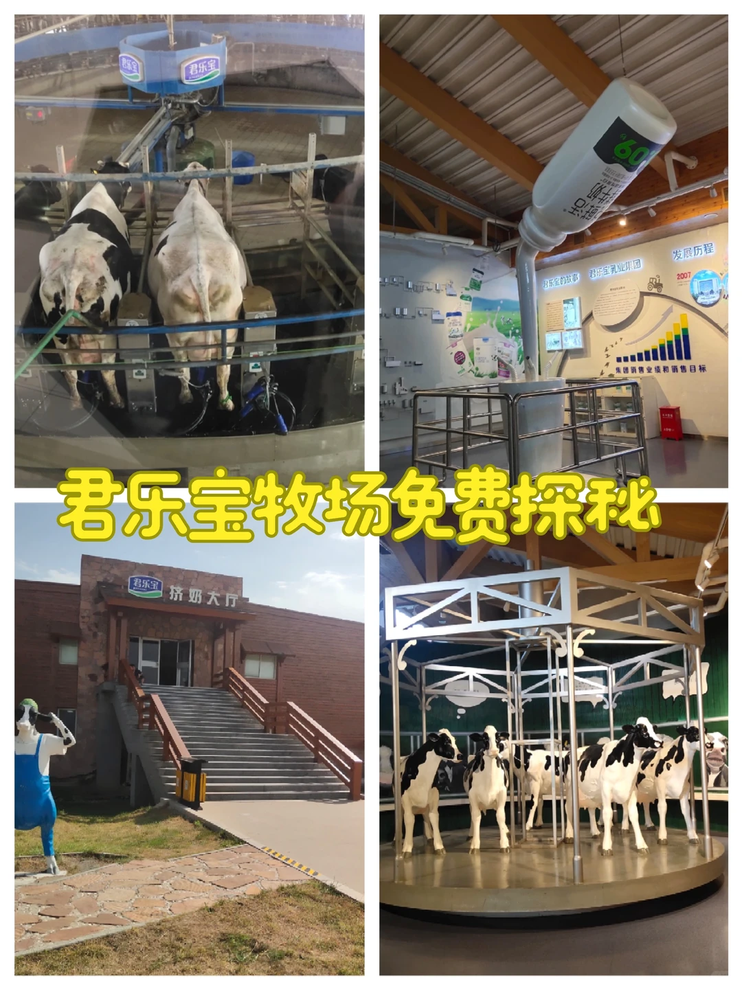 石家庄遛娃|奶牛牧场