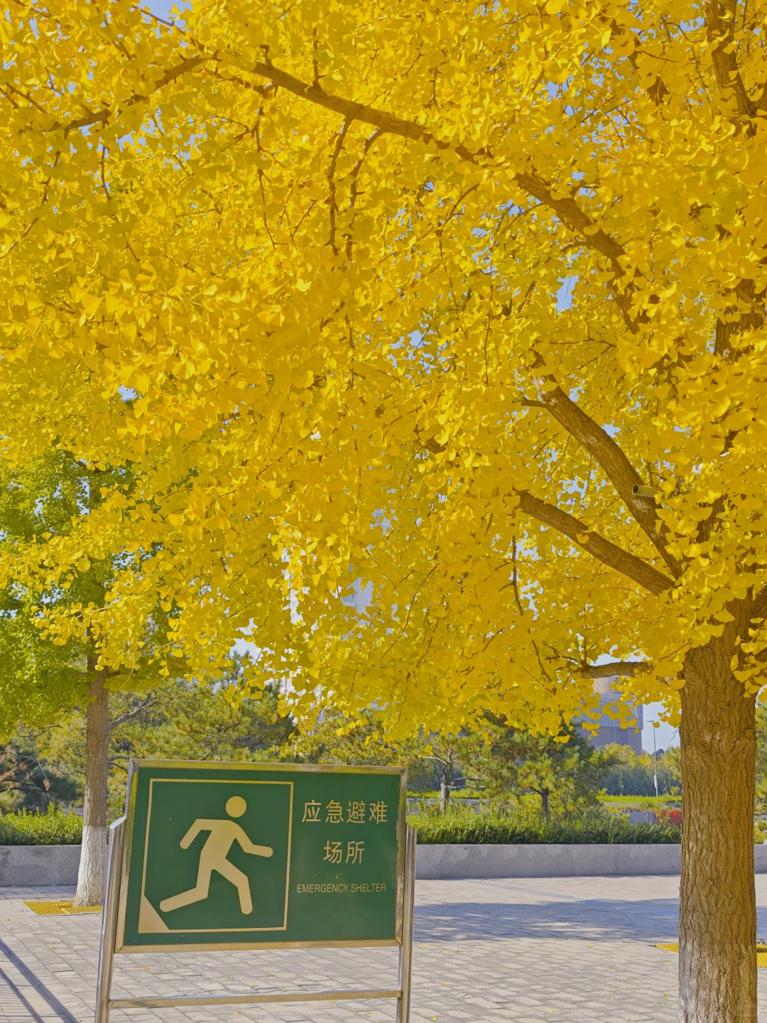 石家庄民心广场，金黄色秋景！