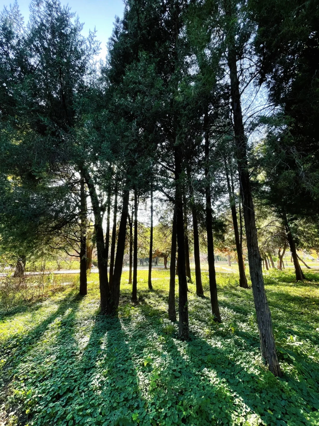 石家庄的秋天绝美！