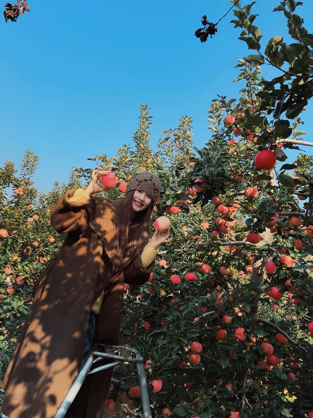 采摘的快乐谁懂！石家庄开车一小时平山采摘