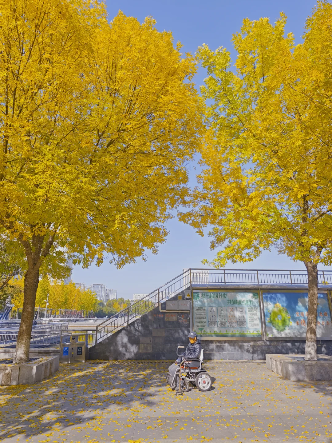 石家庄民心广场，金黄色秋景！