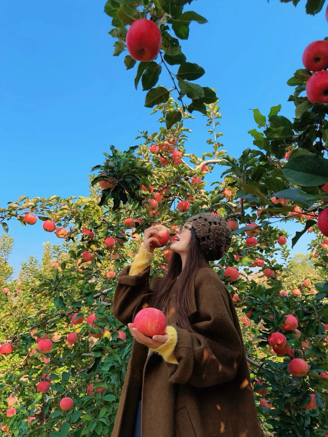 采摘的快乐谁懂！石家庄开车一小时平山采摘