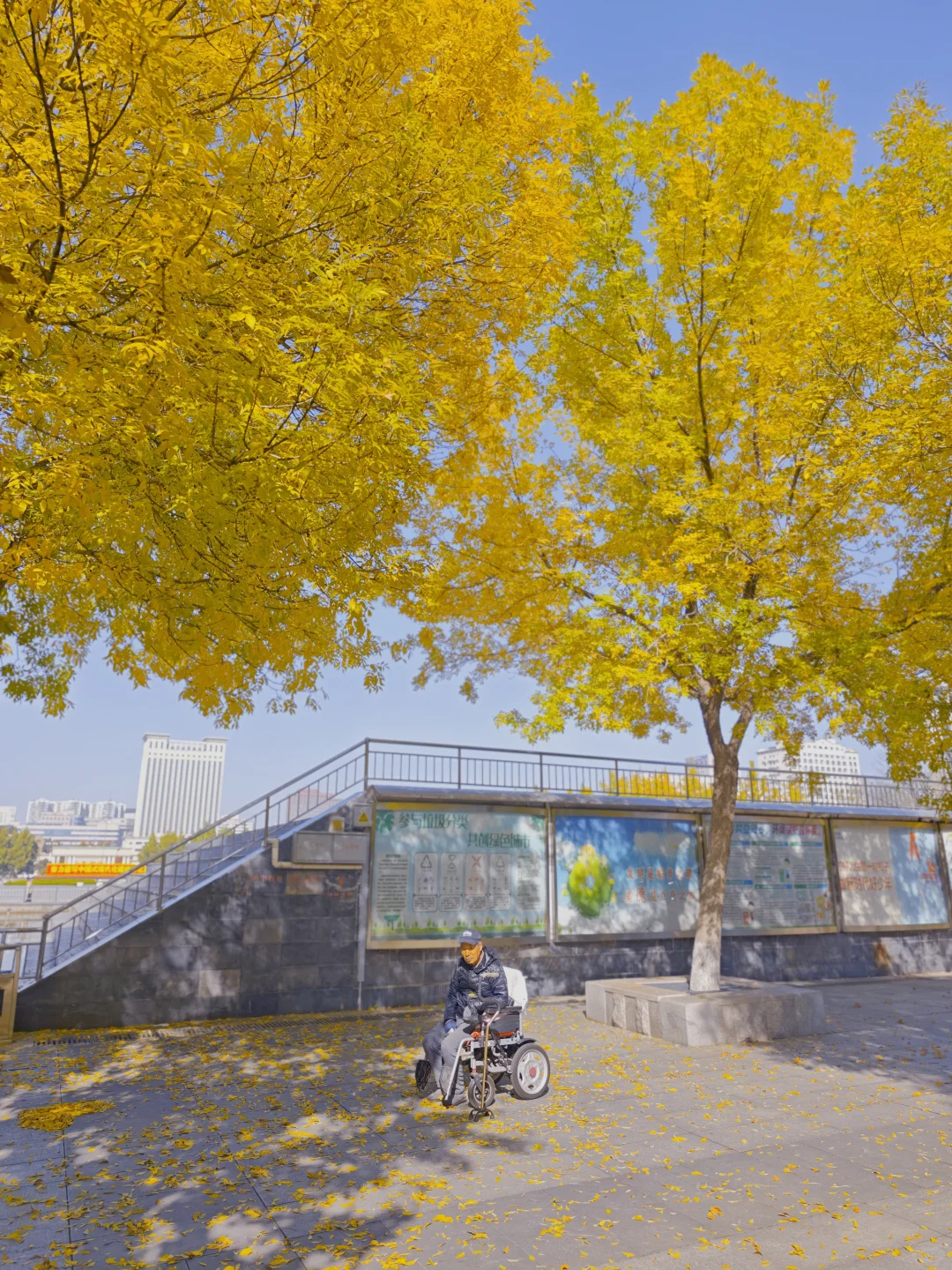 石家庄民心广场，金黄色秋景！