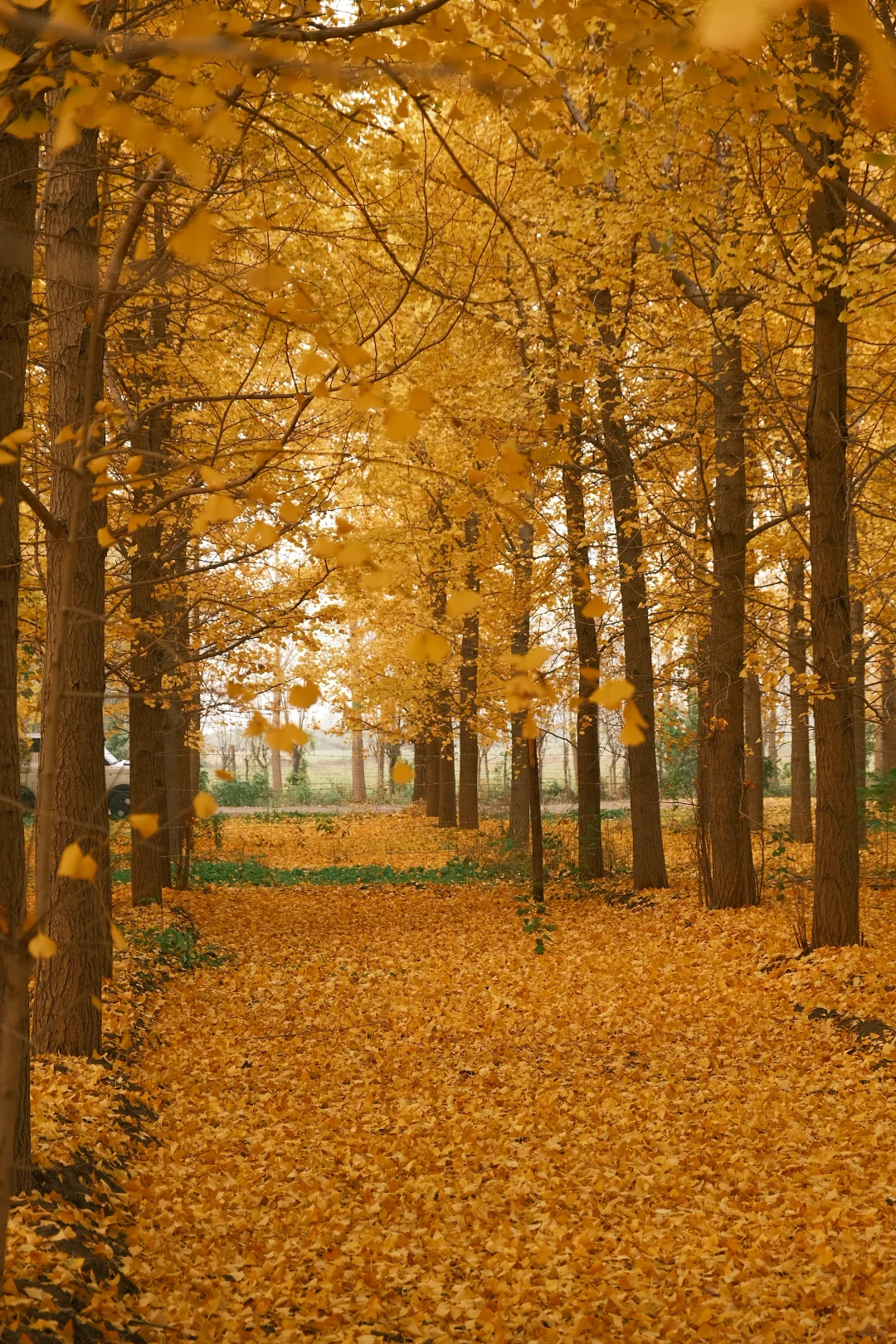 看一看石家庄秋日的浪漫