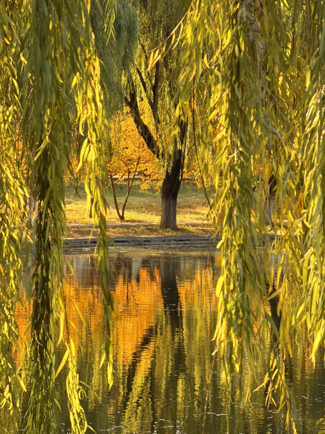 石家庄秋天嘎嘎美！