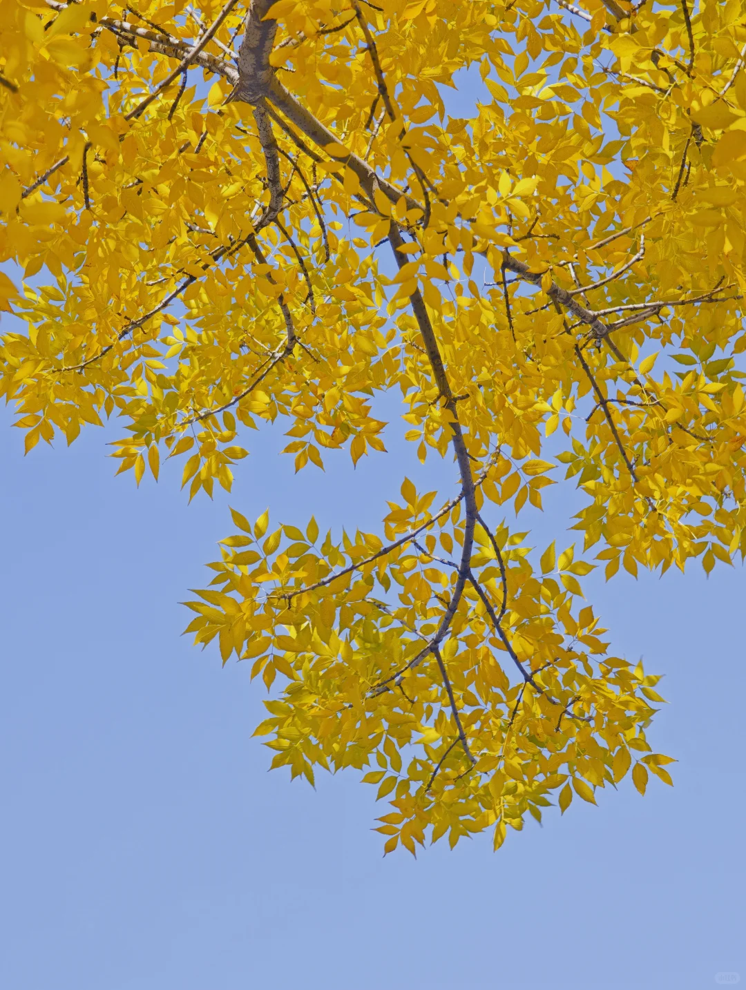 石家庄民心广场，金黄色秋景！