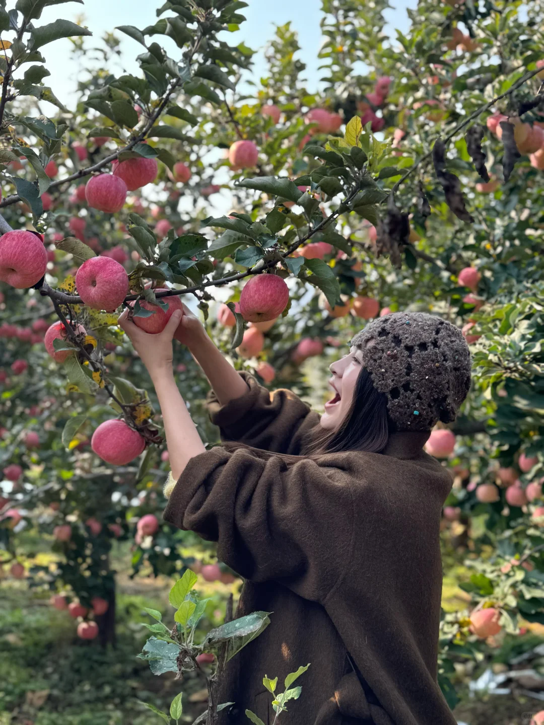 采摘的快乐谁懂！石家庄开车一小时平山采摘