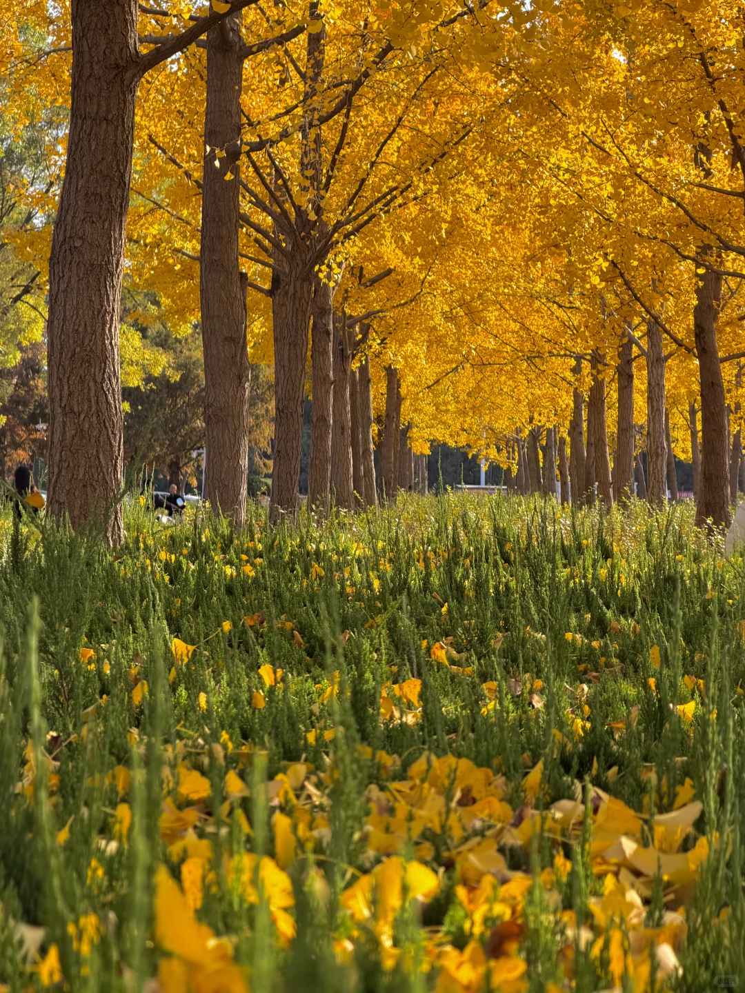 石家庄秋天嘎嘎美！