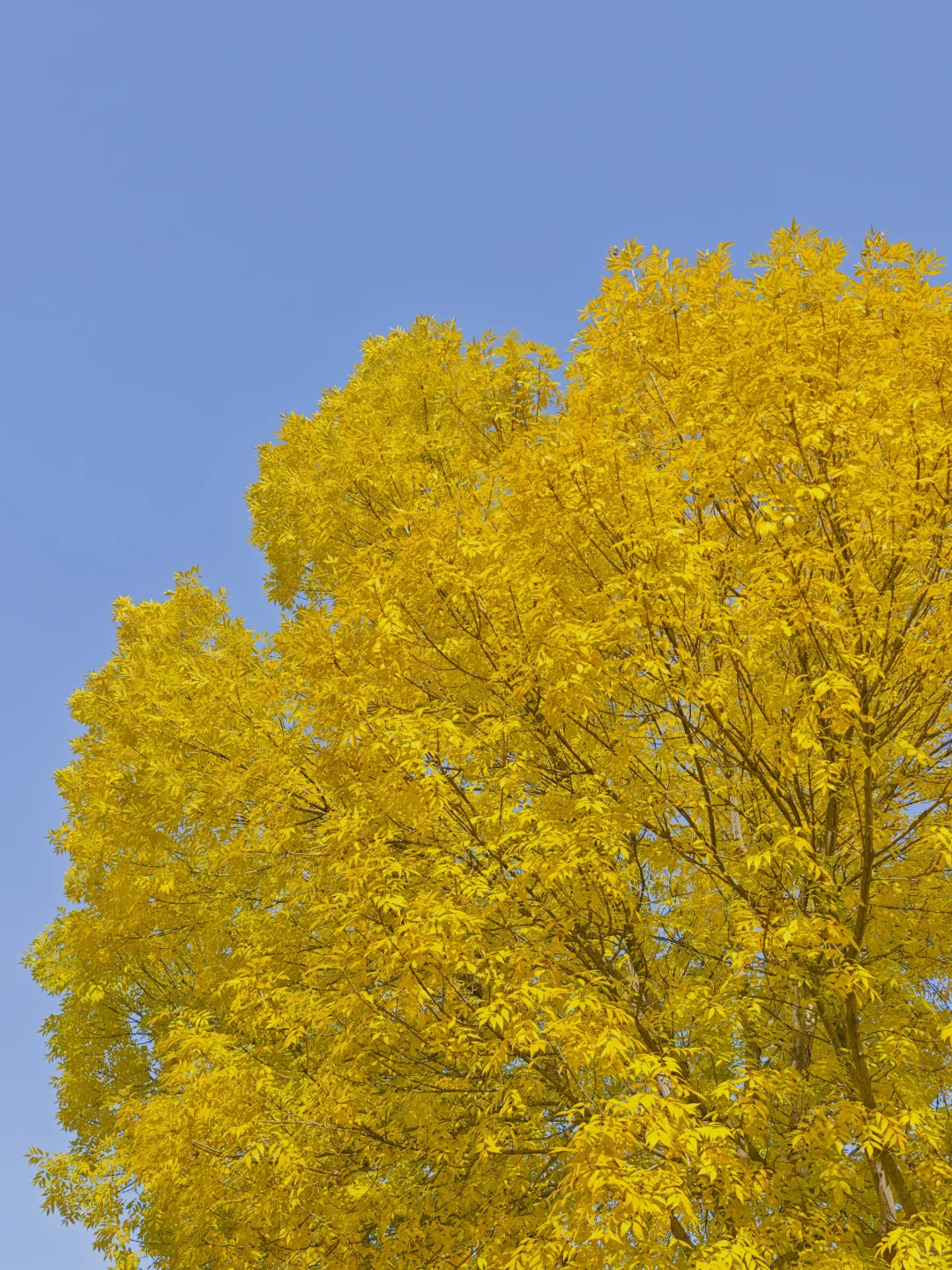石家庄民心广场，金黄色秋景！