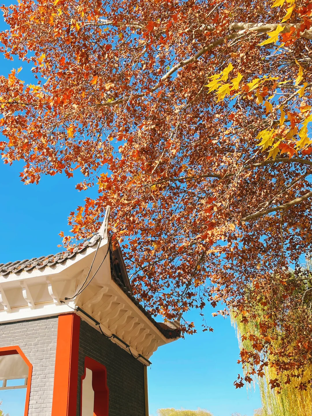 石家庄的秋天绝美！