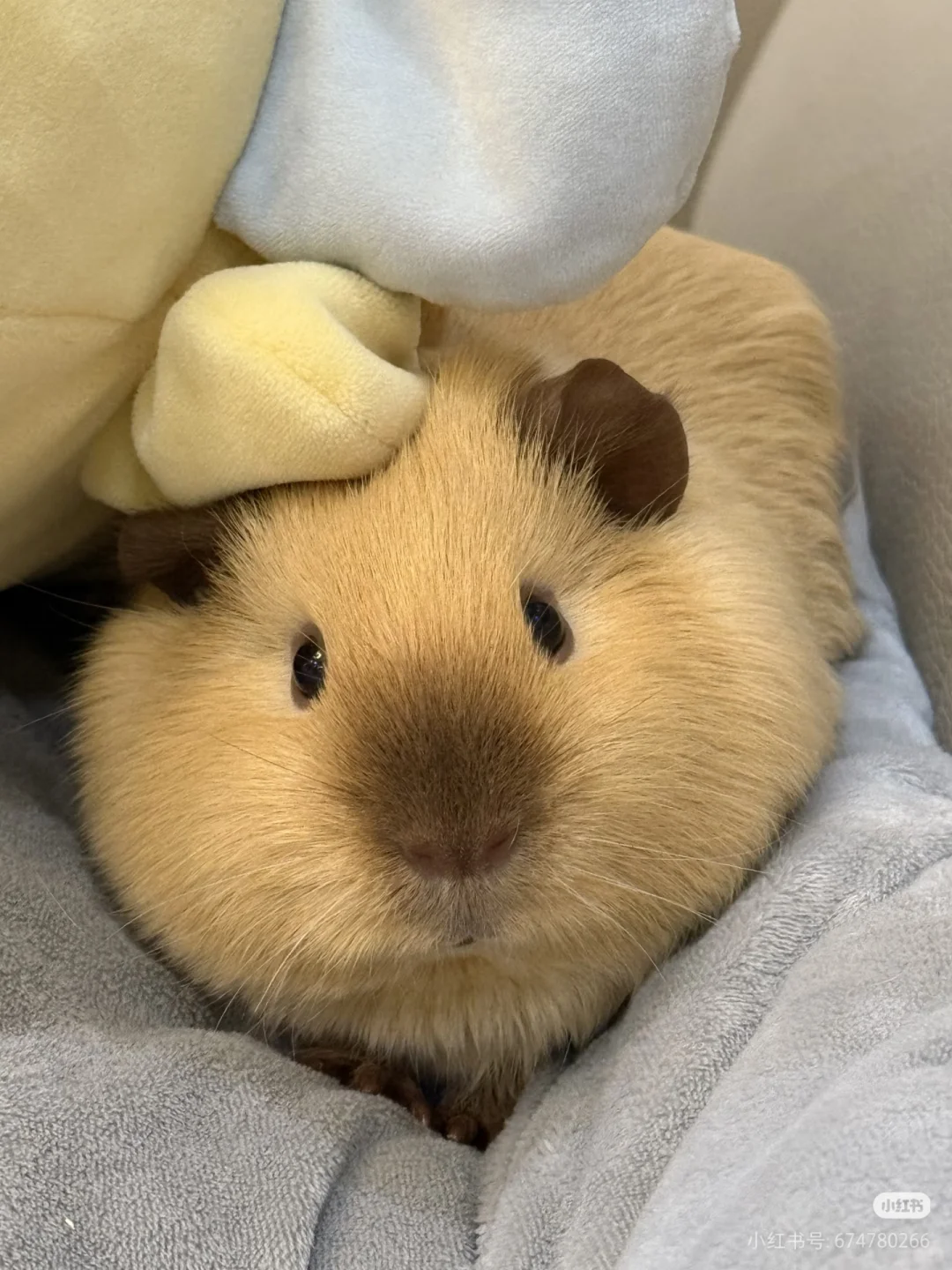 石家庄收一只荷兰猪弟弟