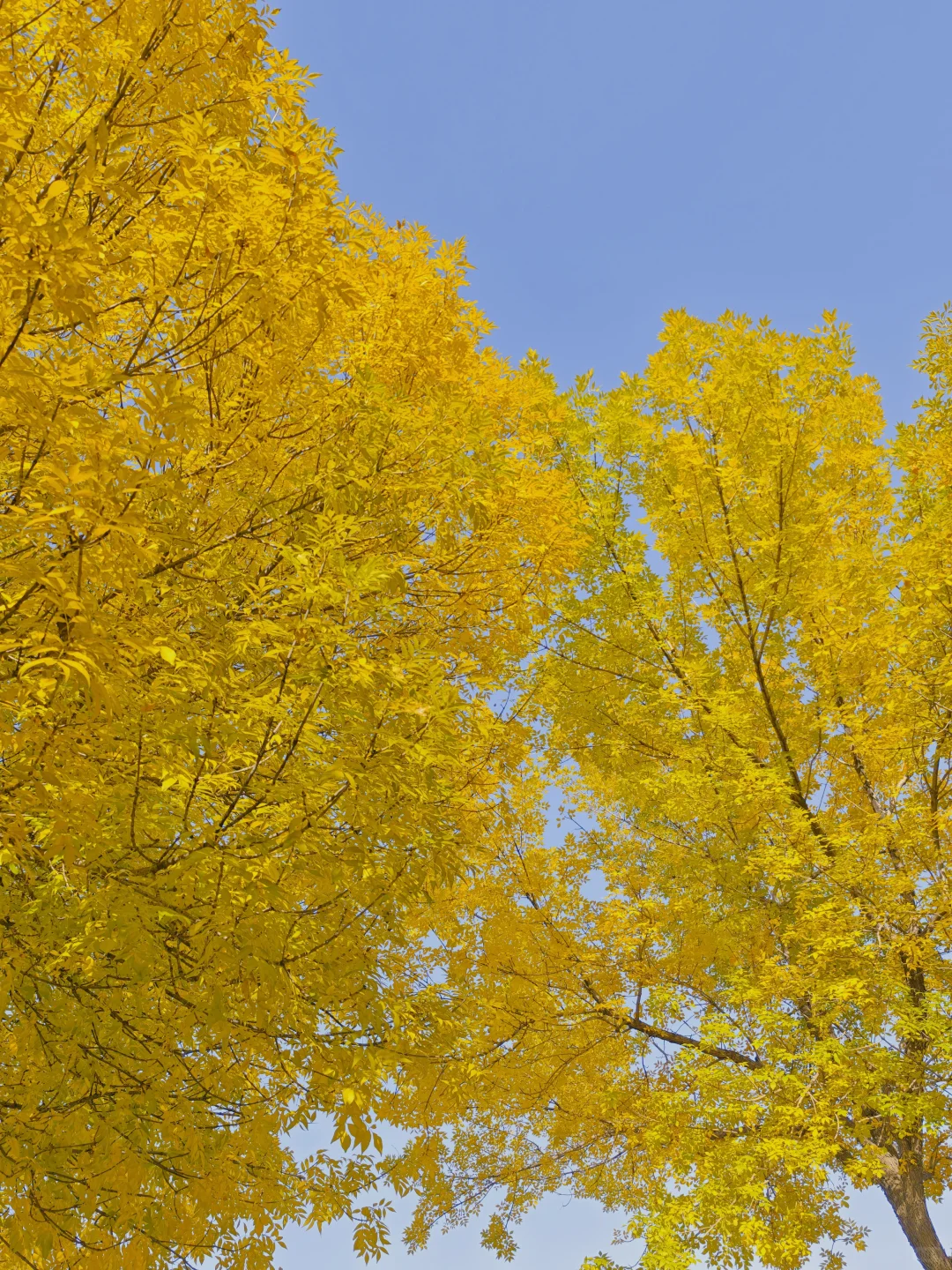 石家庄民心广场，金黄色秋景！