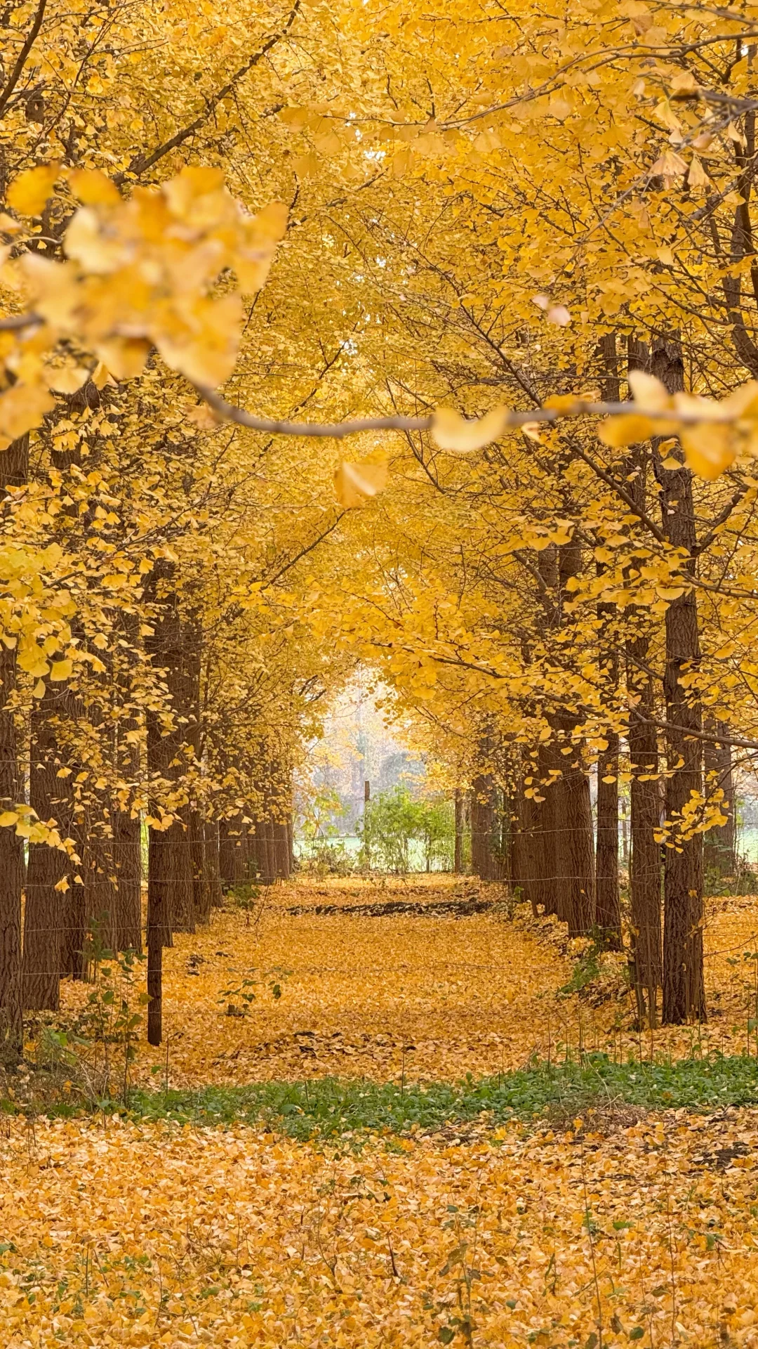 看一看石家庄秋日的浪漫