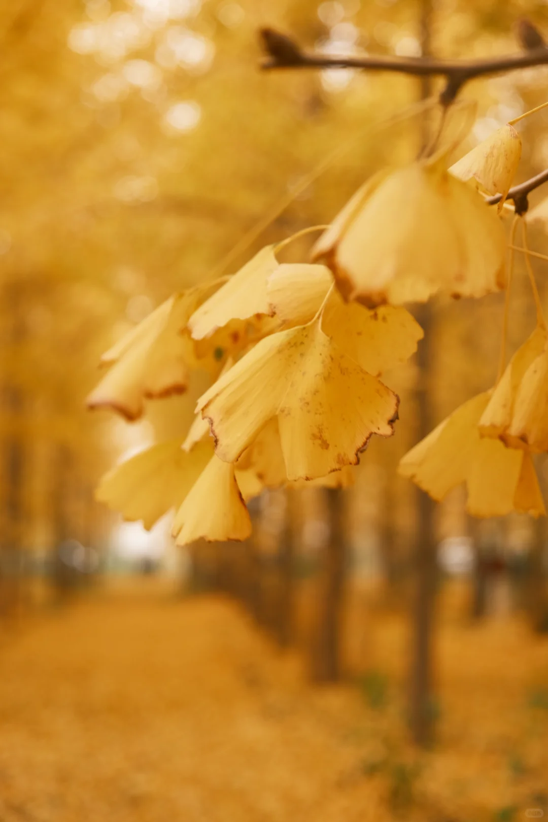 看一看石家庄秋日的浪漫