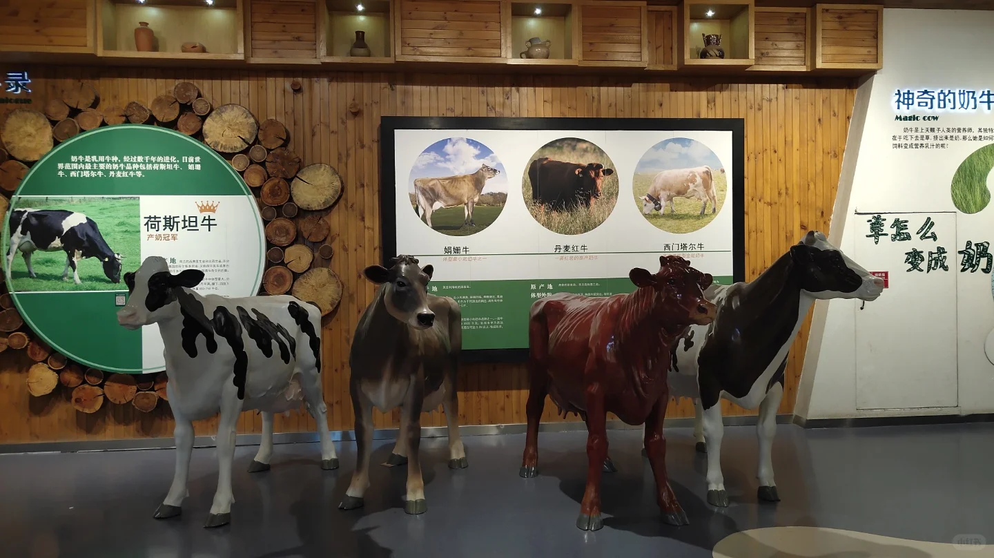 石家庄遛娃|奶牛牧场