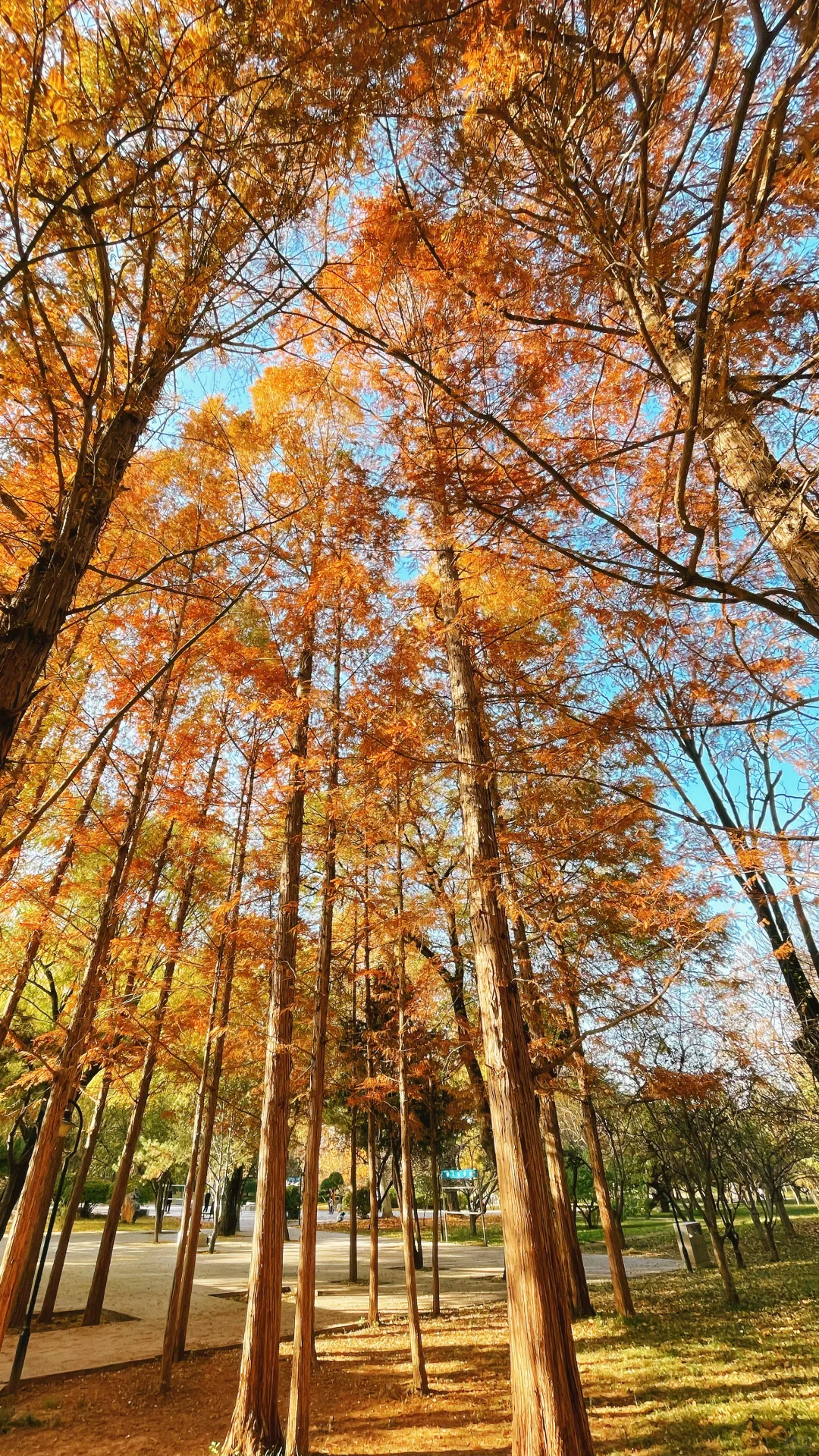 石家庄的秋天绝美！